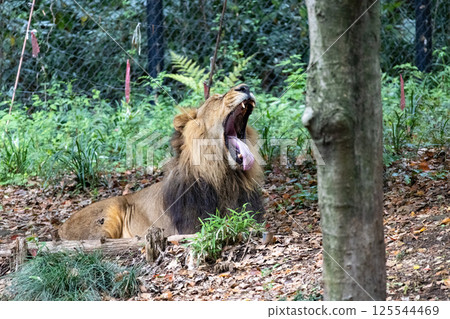 Yawning Indian Lion Yawning Indian Lion 125544469