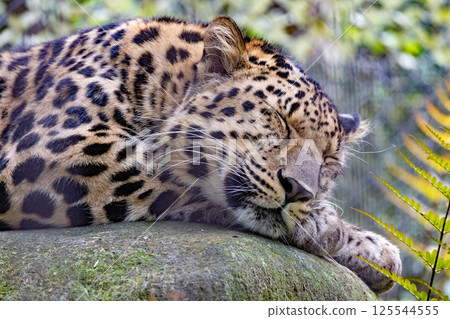 睡覺的阿穆爾豹 睡覺的阿穆爾豹 125544555