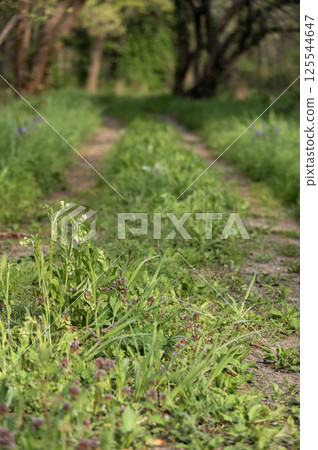 春天的風景,在新鮮的綠樹之間有一條小路 春天的風景,在新鮮的綠樹之間有一條小路 125544647