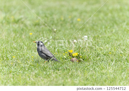 Mustard star 125544712