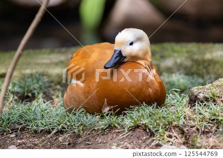 Red cadden Red cadden 125544769