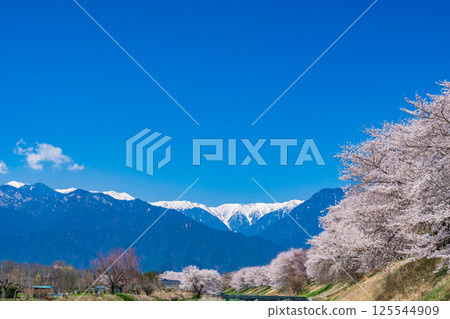 長野縣安曇野市：櫻花盛開與北阿爾卑斯山 125544909
