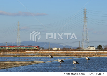 Storks in Naruto City, Tokushima Prefecture 125545014