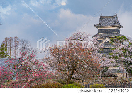 (Nagano) National treasure Matsumoto Castle Cherry blossom season 125545030