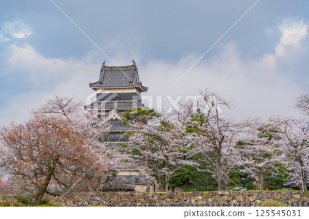 (Nagano) National treasure Matsumoto Castle Cherry blossom season 125545031