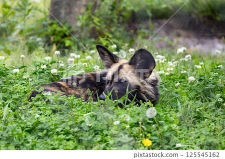 African wild dog hiding in flowers African wild dog hiding in flowers 125545162