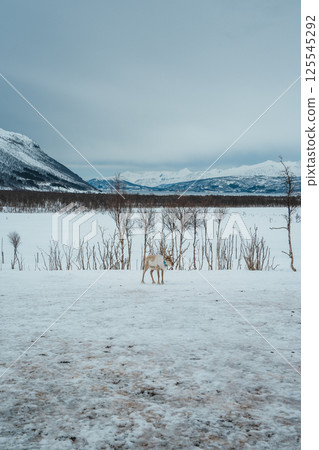 Reindeer in a Snowy Birch Forest. Tromso, Norway Reindeer in a Snowy Birch Forest. Tromso, Norway 125545292