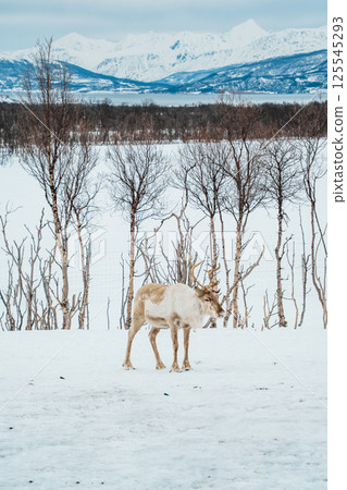 Reindeer in a Snowy Birch Forest. Tromso, Norway Reindeer in a Snowy Birch Forest. Tromso, Norway 125545293