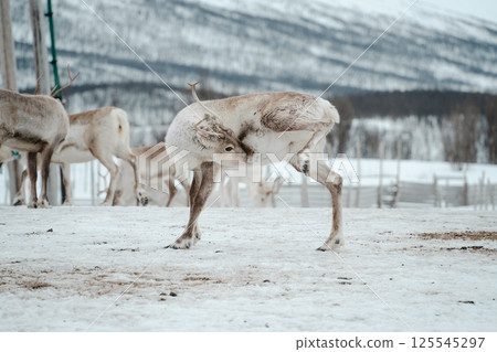 Reindeer Herd in Snowy Landscape at Tromso, Norway. 125545297