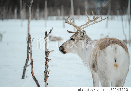 Reindeer in a Snowy Birch Forest. Tromso, Norway 125545300