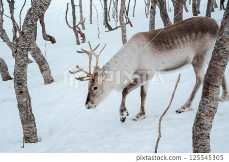 Reindeer in a Snowy Birch Forest. Tromso, Norway 125545305
