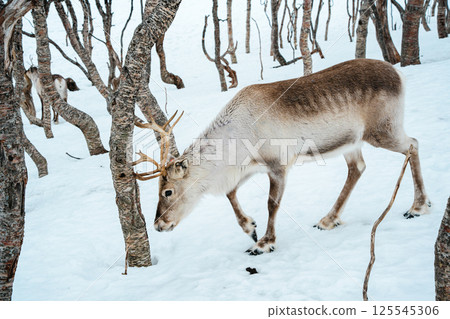 Reindeer in a Snowy Birch Forest. Tromso, Norway 125545306