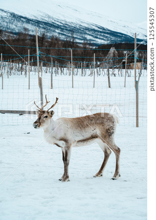 Reindeer in a Snowy Birch Forest. Tromso, Norway 125545307