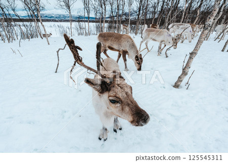 Reindeer Herd in Snowy Landscape at Tromso, Norway. 125545311