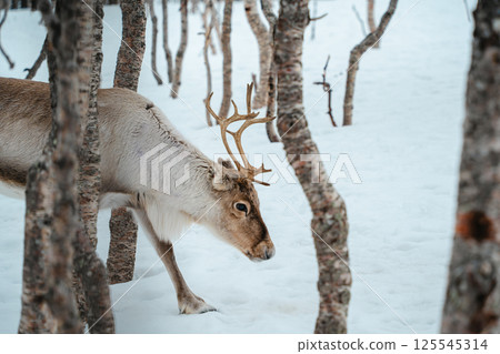 Reindeer in a Snowy Birch Forest. Tromso, Norway 125545314