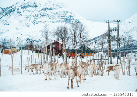 Reindeer Herd in Snowy Landscape at Tromso, Norway. Reindeer Herd in Snowy Landscape at Tromso, Norway. 125545315