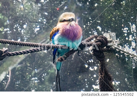 Lilac nippon 125545502