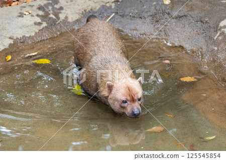 叢林犬進入池塘 125545854