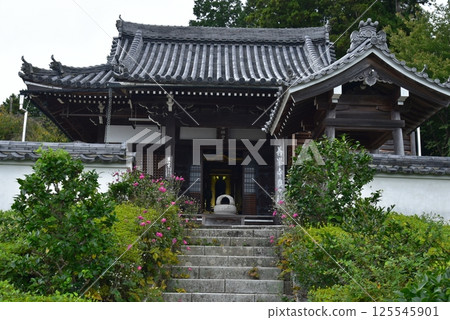 Autumn chrysanthemums at the inner sanctuary of Zenbouji Temple 125545901