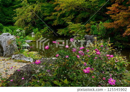 秋菊在禪寶寺內庭盛開 125545902