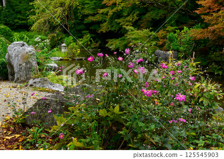 Autumn chrysanthemums bloom in the garden of the inner sanctuary of Zenbouji Temple Autumn chrysanthemums bloom in the garden of the inner sanctuary of Zenbouji Temple 125545903
