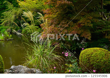 秋菊在禪寶寺內庭盛開 125545906