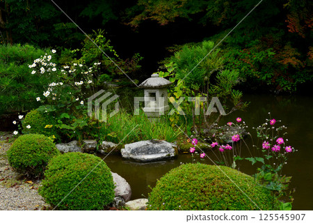 秋菊在禪寶寺內庭盛開 125545907