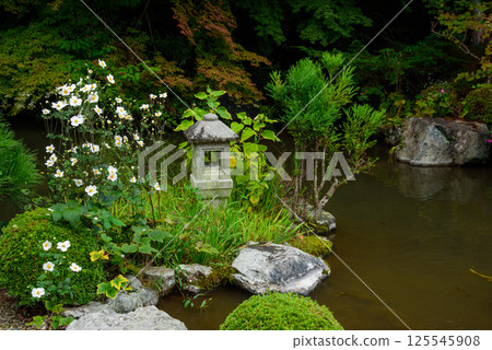 秋菊在禪寶寺內庭盛開 125545908