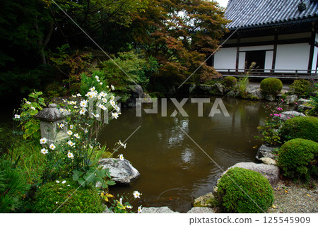 秋菊在禪寶寺內庭盛開 125545909