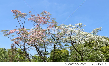 Fresh greenery and dogwoods in full bloom 125545934