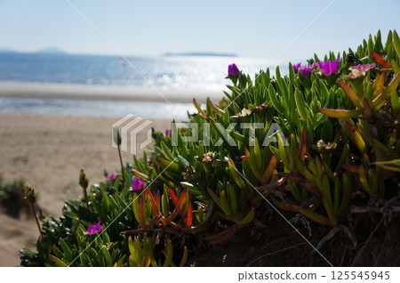A flower blooming on the coast 125545945