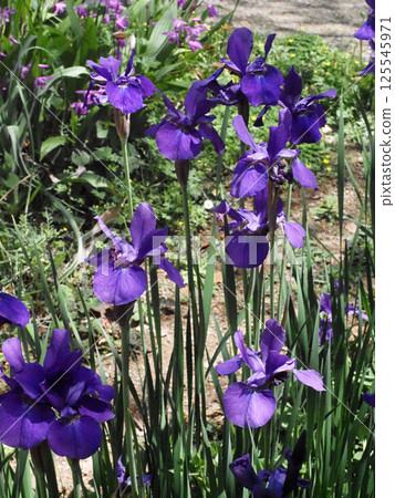 陽光透過樹梢灑落，盛開的鳶尾花（水鳥町公園的紫色鳶尾花） 125545971