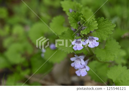 田野裡盛開的柿戶花 田野裡盛開的柿戶花 125546121