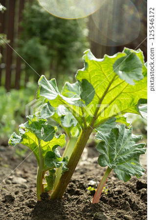Close up of fresh rhubarb plants in garden soil. Large green leaves and thick stems healthy plant. Organic trendy kitchen garden. Harvesting in home garden. Kitchen garden. 125546172