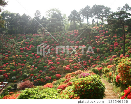 Shiofune Kannon Azalea Garden (before the construction of the Peace Kannon: Ome City, Tokyo) Shiofune Kannon Azalea Garden (before the construction of the Peace Kannon: Ome City, Tokyo) 125546336