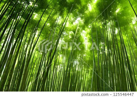A bamboo grove 125546447