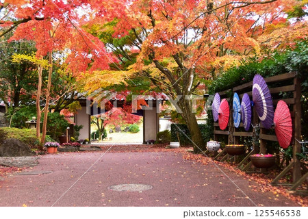 Izu City, Shuzenji Niji no Sato Japanese Garden, Shobudo Gate, Autumn Leaves and Japanese Umbrellas 125546538