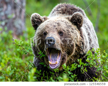 棕熊 棕熊 125546559