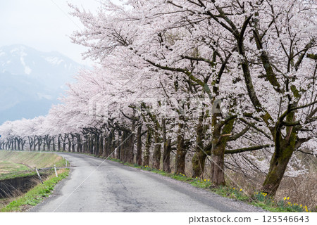 [Natsui's Senbonzakura] Endless rows of cherry trees in full bloom 125546643