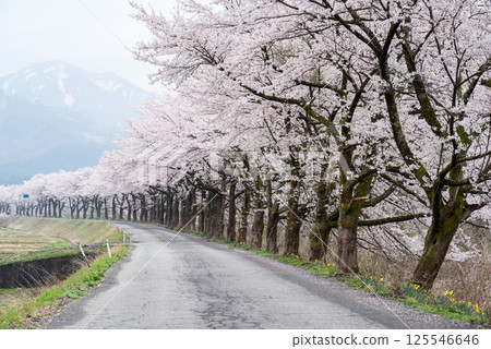 【夏井千本櫻】盛開的櫻花樹，綿延不絕 125546646
