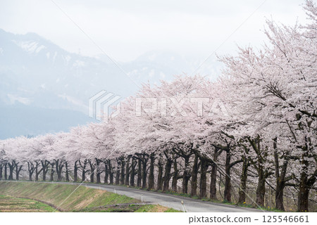 [Natsui's Senbonzakura] Endless rows of cherry trees in full bloom 125546661