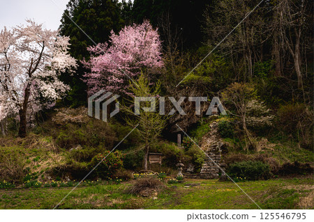 Stone tower during cherry blossom season 125546795