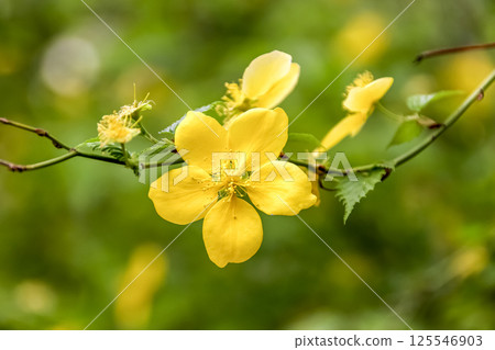 A golden-colored plant that blooms with golden flowers that are said to bring good luck. 125546903