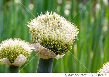 Shimonita leek buds, a specialty of Shimonita Town, Gunma Prefecture 125546904