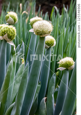 群馬縣下仁田町特產下仁田韭菜花 125546906