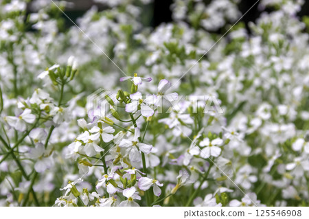 The flower of radish sprouts, whose white stems and leaves are edible [kaiware daikon] 125546908