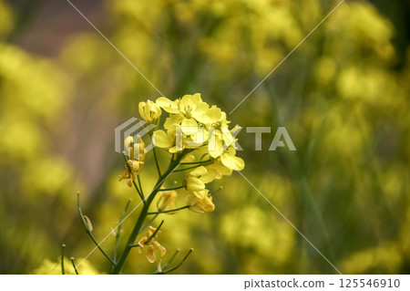 Turnip flower, whose hypocotyl and leaves are edible, also known as Suzuna [One of the Seven Herbs of Spring] 125546910