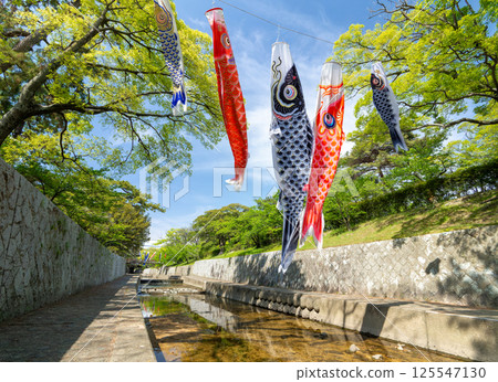 兵庫縣西宮市鯉魚旗遊動的宿川公園 125547130