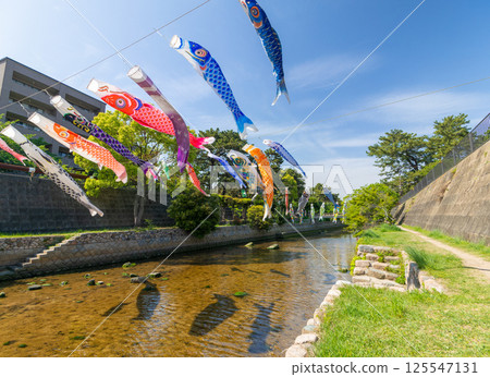 兵庫縣西宮市鯉魚旗遊動的宿川公園 125547131