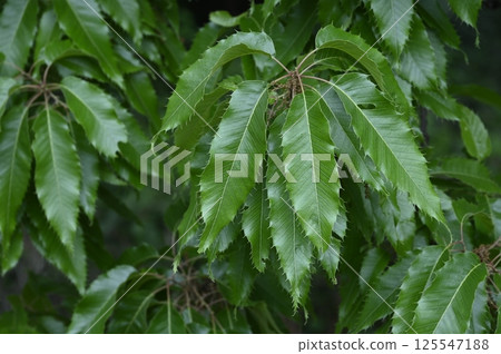 Walnut leaves 125547188